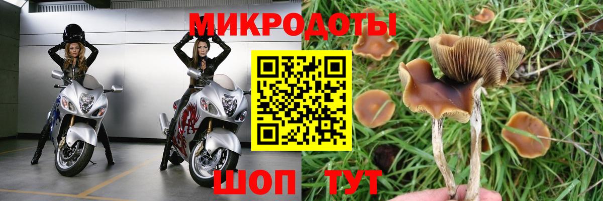 Псилоцибиновые грибы Cubensis  Вход с VPN  Мурино 